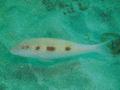 Goatfish - Spotted Goatfish - Pseudupeneus maculatus