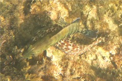 Groupers - Panama Graysby - Cephalopholis panamensis