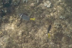 Surgeonfish - Razor Surgeonfish - Prionurus laticlavius