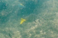 Surgeonfish - Yellowtail Surgeonfish - Prionurus punctatus
