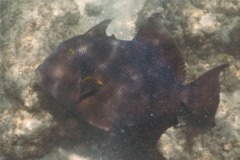 Triggerfish - Blunthead Triggerfish - Pseudobalistes naufragium