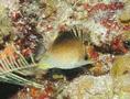 Butterflyfish - Longsnout Butterflyfish - Chaetodon aculeatus