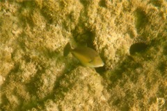 Triggerfish - Orangeside Triggerfish - Sufflamen verres