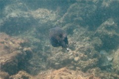 Trunkfish - Whitespotted Boxfish - Ostracion meleagris