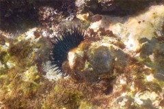 Sea Urchins - Black Boring Urchin - Echinometra mathaei