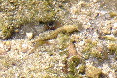 Gobies - Estuarine Frillfin Goby - Bathygobius andrei