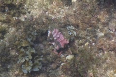 Sea Snails - Ambiguous Murex - Hexaplex ambiguus