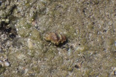 Bivalve Mollusc - Gaudy Frog Shell - Bursa corrugata caelata