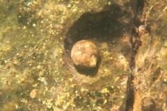 Bivalve Mollusc - Gourd Rock Shell - Vasula melones