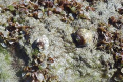 Bivalve Mollusc - Gourd Rock Shell - Vasula melones