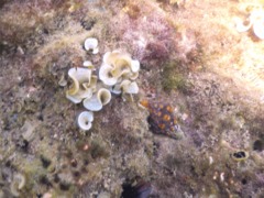 Sea Snails - Short-tooth Thorn Drupe - Acanthais brevidentata