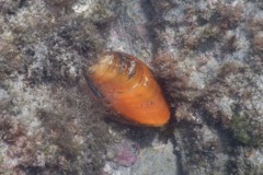 Bivalve Mollusc - Hinds Venus Clam - Tivela hindsii
