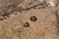 Gastropods - Single Banded Moon Snail - Natica unifasciata
