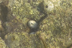 Limpets - Sculptured Keyhole Limpet - Diodora inaequalis