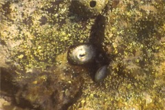 Limpets - Sculptured Keyhole Limpet - Diodora inaequalis