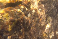 Limpets - Giant False Limpet - Siphonaria gigas