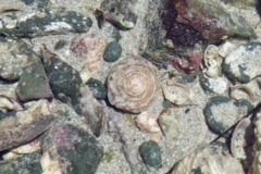 Sea Snails - Grinning Tun - Malea ringens