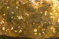 Tetraclitidae - Tidepool Sessile Barnacle - Tetraclita divisa