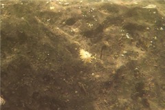 Tetraclitidae - Tidepool Sessile Barnacle - Tetraclita divisa