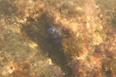 Tunicate - Bluebell Tunicate - Clavelina puertosecensis