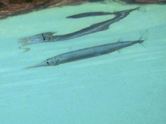 Needlefish - Keeltail Needlefish - Platybelone argalus