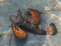 Scorpionfish - Red Sea Walkman - Inimicus filamentosus