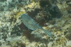 Trunkfish - Scrawled Cowfish - Acanthostracion quadricornis