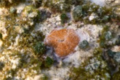 Limpets - Fleshy Cancellate Limpet - Lucapina suffusa