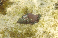 Sea Snails - Gold Mouth Triton - Cymatium nicobaricum
