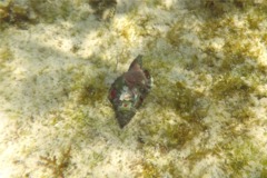 Sea Snails - Gold Mouth Triton - Cymatium nicobaricum