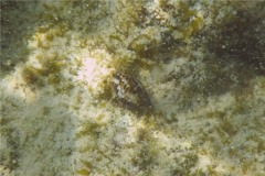 Sea Snails - West Indian Dove Snail - Colombella mercatoria