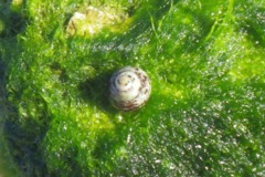 Sea Snails - Green-based Tegula - Tegula excavata