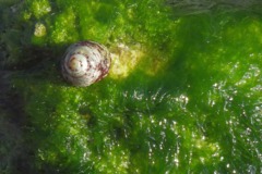 Sea Snails - Green-based Tegula - Tegula excavata