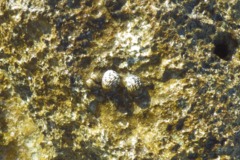 Sea Snails - Checkered Nerite - Nerita tessellata