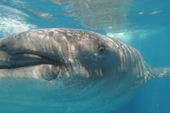 Sharks - Whale Shark - Rhincodon typhus