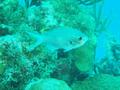 Damselfish - Brown Chromis - Chromis multilineata