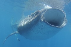 Sharks - Whale Shark - Rhincodon typhus