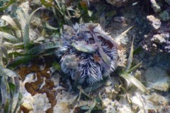 Sea Urchins - West Indian Sea Egg - Tripneustes ventricosus