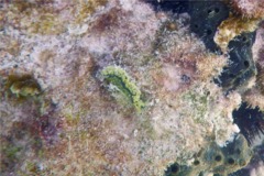 Nudibranch - Fancy Lettuce Sea Slug - Elysia clarki