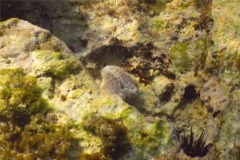 Anemones - Warty Sea Anemone - Bunodosoma cavernata