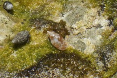 Sea Snails - Glossy Dove Shell - Nitidella nitida