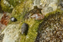 Sea Snails - Glossy Dove Shell - Nitidella nitida