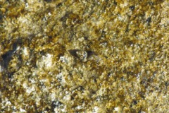 Sea Snails - Interrupted Periwinkle - Echinolittorina interrupta