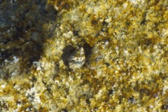 Sea Snails - Interrupted Periwinkle - Echinolittorina interrupta