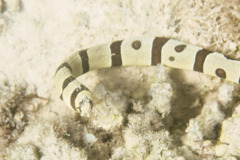 Snake Eels - Harlequin Snake Eel - Myrichthys colubrinus