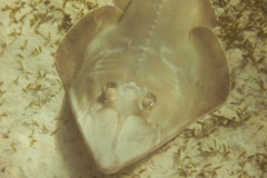 Guitarfish - Halavi's Guitarfish - Rhinobatos halavi