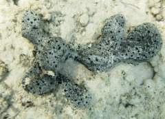 Sponges - Arabian crust-sponge - Hemimycale arabica