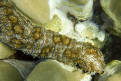 Sea Cucumbers - Black spotted sea cucumber - Pearsonothuria graeffei