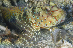 Gobies - Harlequin prawn goby - Cryptocentrus caeroleopunctatus