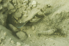Gobies - Harlequin prawn goby - Cryptocentrus caeroleopunctatus